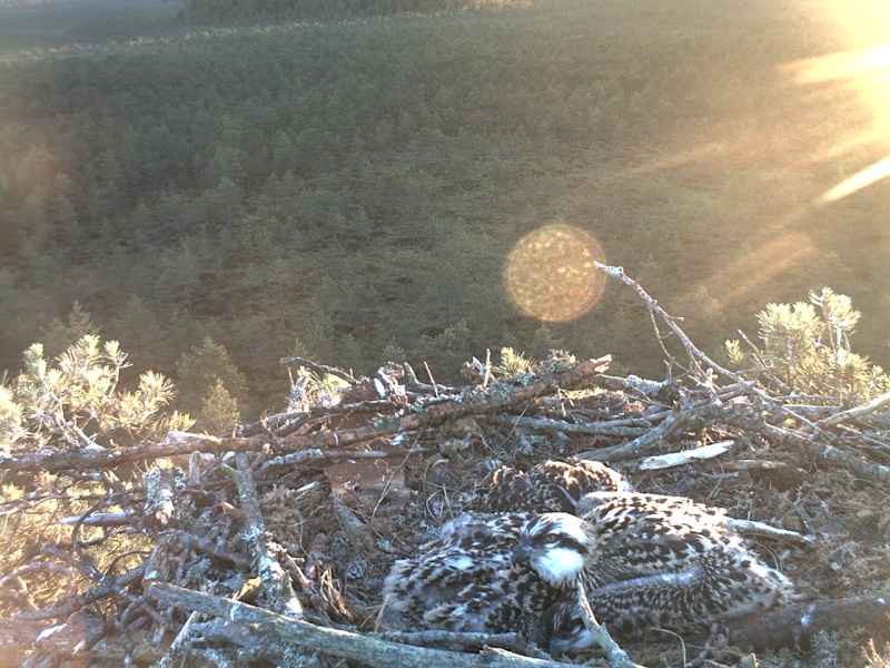 Latvian Osprey Nest ~ 2014 ~ P&#275;rkons & Lauma - Page 30 2014-619