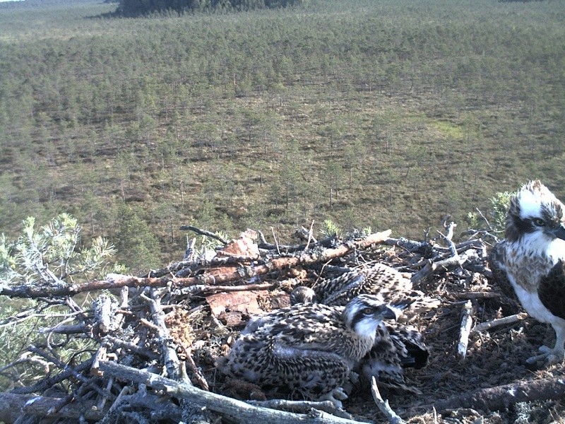 Latvian Osprey Nest ~ 2014 ~ P&#275;rkons & Lauma - Page 31 2014-630