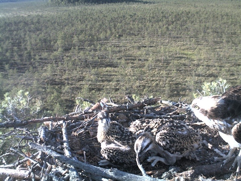 Latvian Osprey Nest ~ 2014 ~ P&#275;rkons & Lauma - Page 32 2014-638