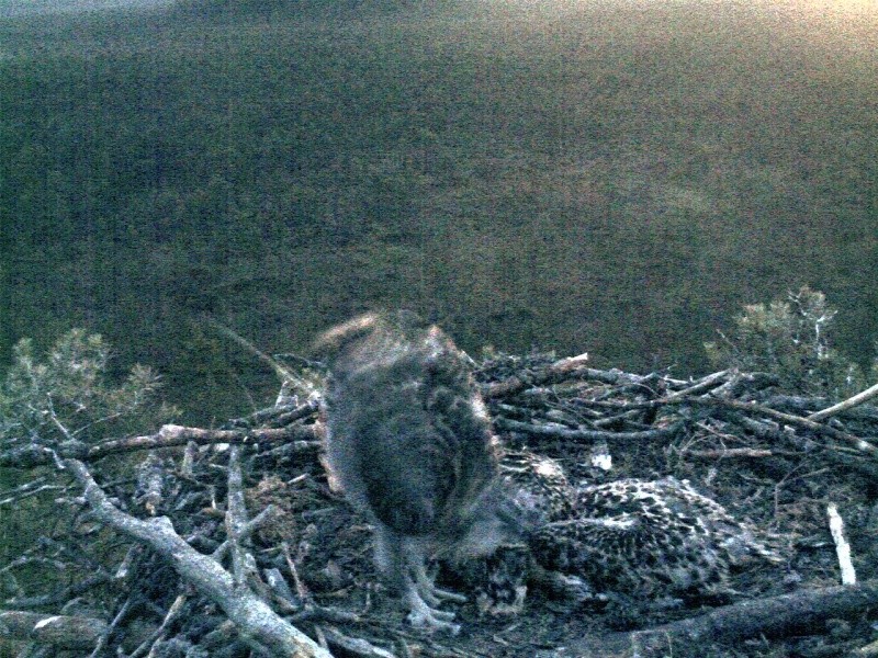 Latvian Osprey Nest ~ 2014 ~ P&#275;rkons & Lauma - Page 33 2014-645