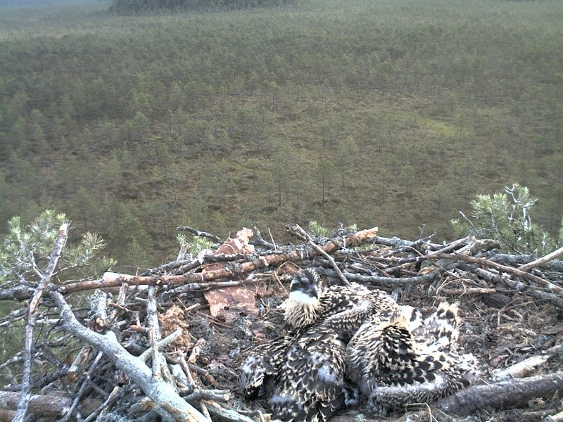 Latvian Osprey Nest ~ 2014 ~ P&#275;rkons & Lauma - Page 34 2014-661