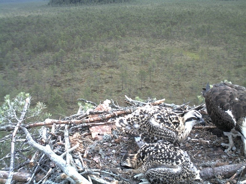 Latvian Osprey Nest ~ 2014 ~ P&#275;rkons & Lauma - Page 35 2014-676