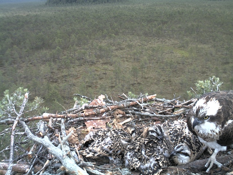 Latvian Osprey Nest ~ 2014 ~ P&#275;rkons & Lauma - Page 36 2014-694