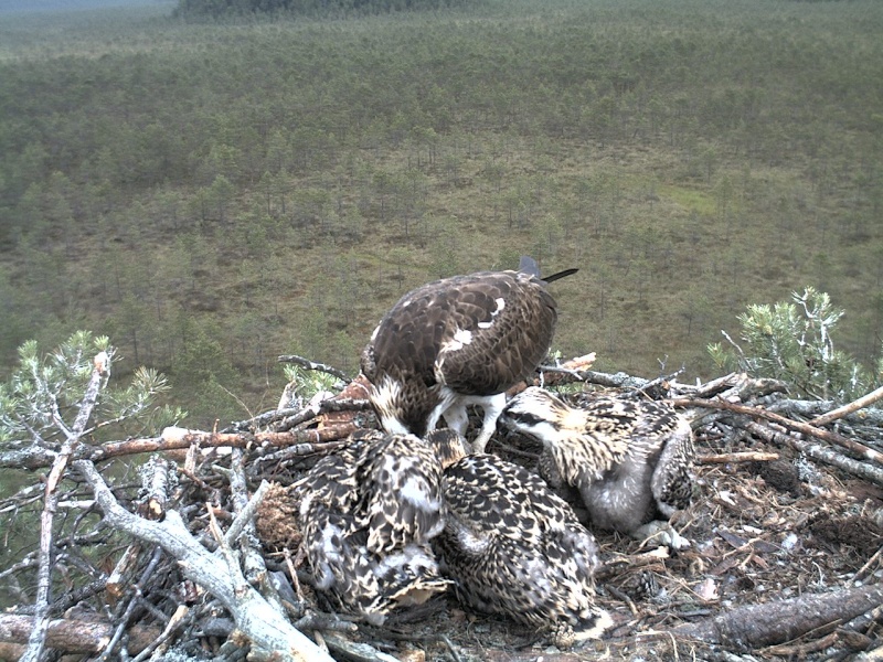 Latvian Osprey Nest ~ 2014 ~ P&#275;rkons & Lauma - Page 36 2014-696