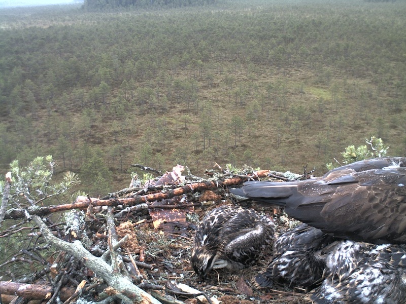 Latvian Osprey Nest ~ 2014 ~ P&#275;rkons & Lauma - Page 38 2014-721