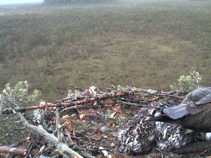 Latvian Osprey Nest ~ 2014 ~ P&#275;rkons & Lauma - Page 38 2014-728