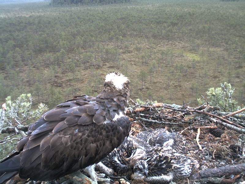 Latvian Osprey Nest ~ 2014 ~ P&#275;rkons & Lauma - Page 38 2014-734