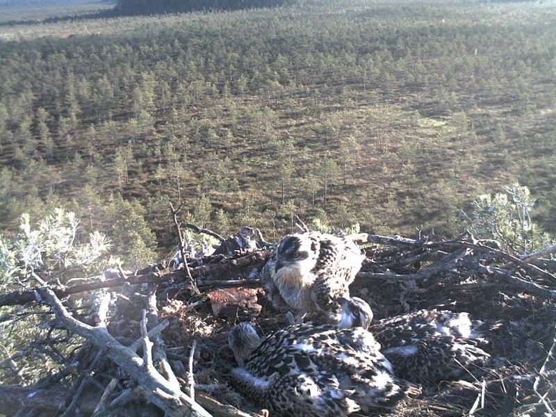Latvian Osprey Nest ~ 2014 ~ P&#275;rkons & Lauma - Page 2 2014-789