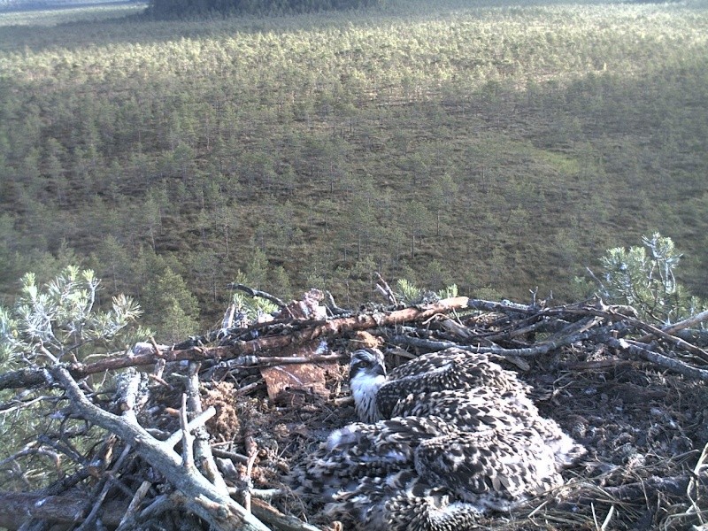 Latvian Osprey Nest ~ 2014 ~ P&#275;rkons & Lauma - Page 2 2014-792