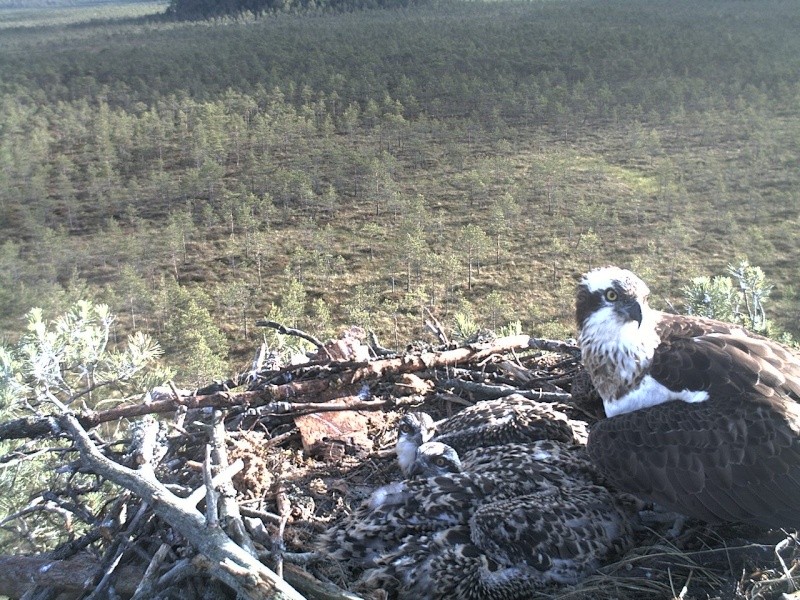 Latvian Osprey Nest ~ 2014 ~ P&#275;rkons & Lauma - Page 2 2014-793