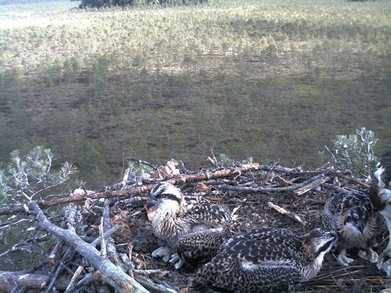 Latvian Osprey Nest ~ 2014 ~ P&#275;rkons & Lauma - Page 4 2014-825