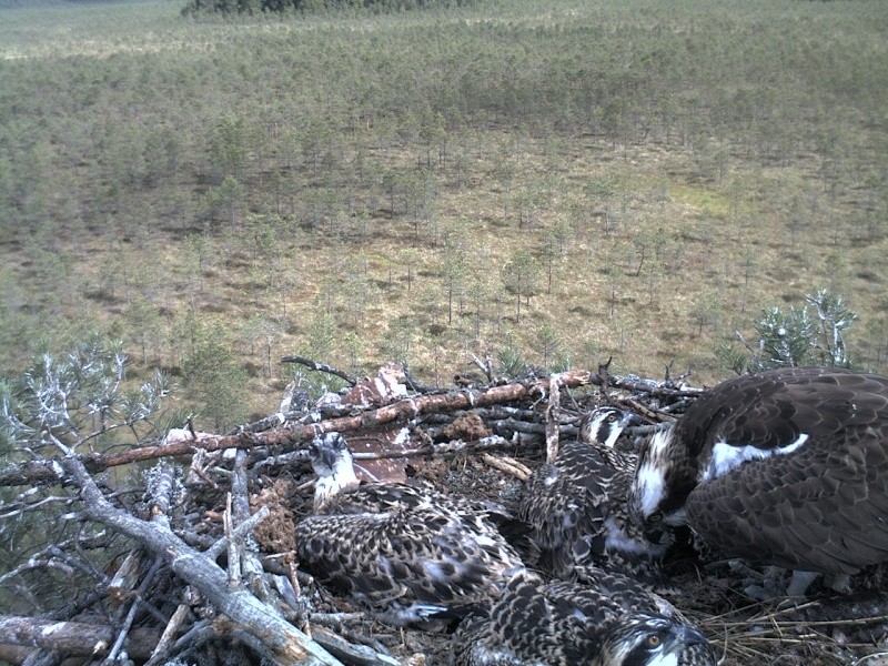 Latvian Osprey Nest ~ 2014 ~ P&#275;rkons & Lauma - Page 4 2014-833