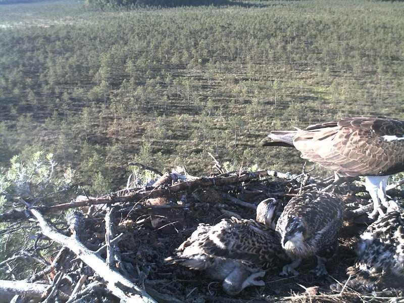 Latvian Osprey Nest ~ 2014 ~ P&#275;rkons & Lauma - Page 5 2014-852