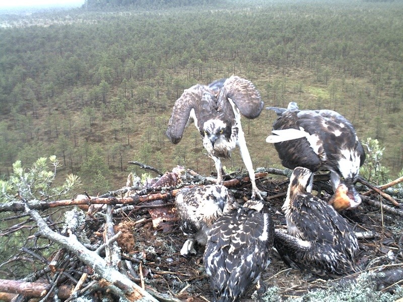 Latvian Osprey Nest ~ 2014 ~ P&#275;rkons & Lauma - Page 8 2014-884