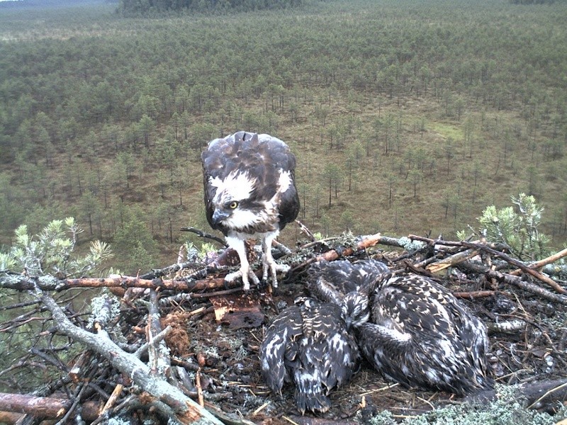 Latvian Osprey Nest ~ 2014 ~ P&#275;rkons & Lauma - Page 8 2014-887