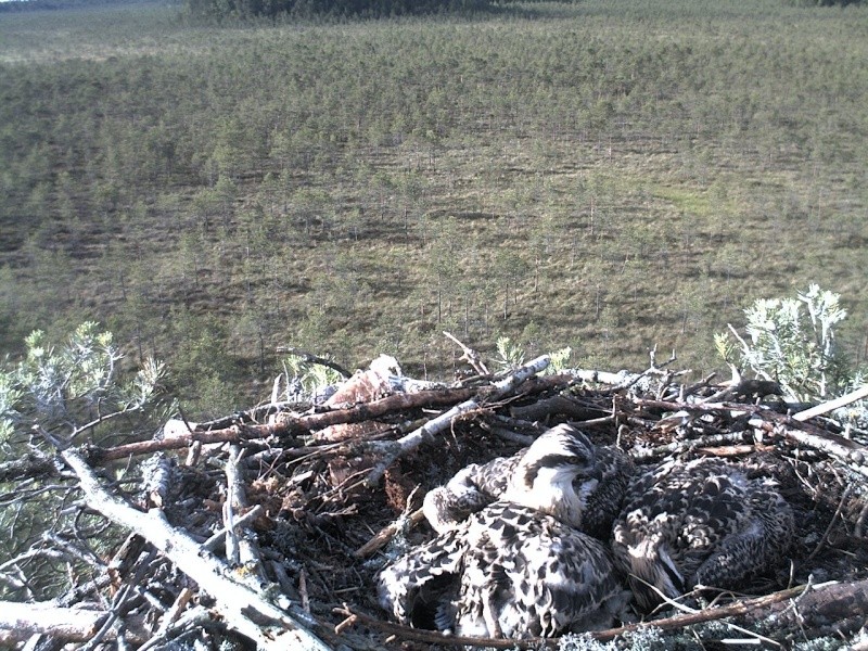 Latvian Osprey Nest ~ 2014 ~ P&#275;rkons & Lauma - Page 10 2014-904