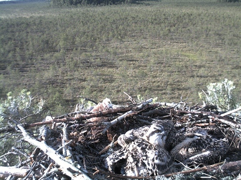 Latvian Osprey Nest ~ 2014 ~ P&#275;rkons & Lauma - Page 10 2014-906