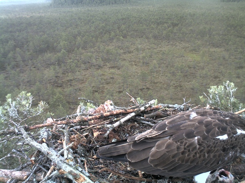 Latvian Osprey Nest ~ 2014 ~ P&#275;rkons & Lauma - Page 10 2014-913