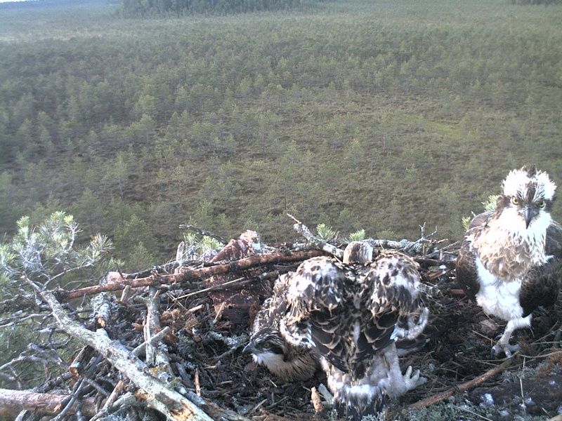 Latvian Osprey Nest ~ 2014 ~ P&#275;rkons & Lauma - Page 11 2014-921