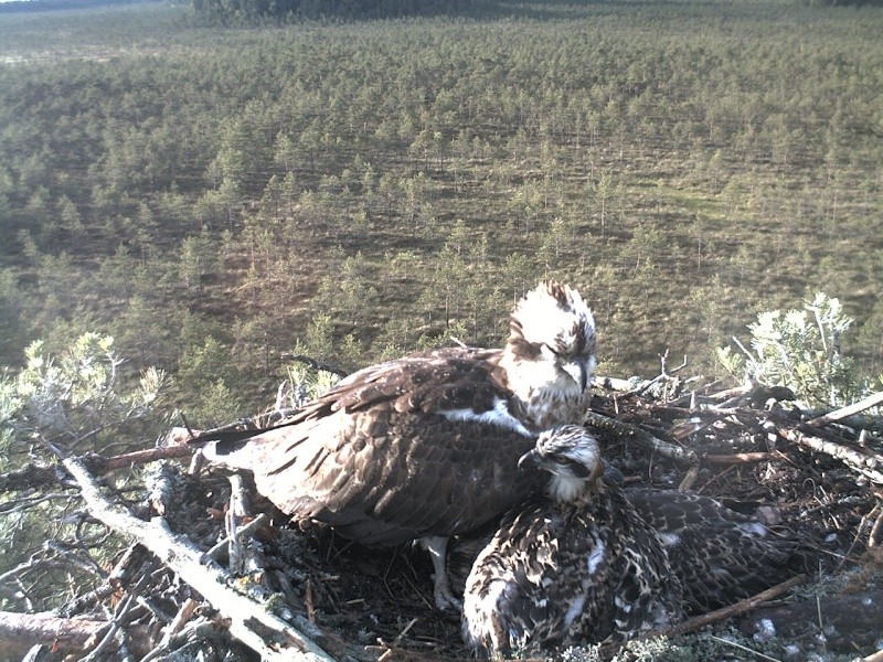 Latvian Osprey Nest ~ 2014 ~ P&#275;rkons & Lauma - Page 11 2014-922