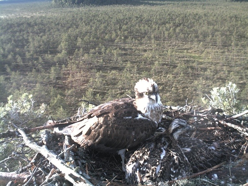 Latvian Osprey Nest ~ 2014 ~ P&#275;rkons & Lauma - Page 11 2014-923