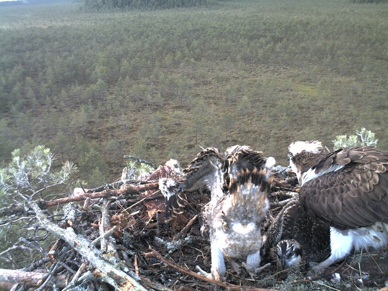 Latvian Osprey Nest ~ 2014 ~ P&#275;rkons & Lauma - Page 11 2014-925