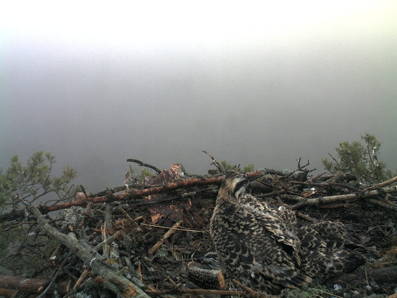 Latvian Osprey Nest ~ 2014 ~ P&#275;rkons & Lauma - Page 12 2014-931