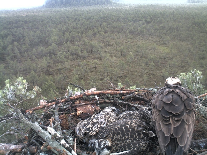 Latvian Osprey Nest ~ 2014 ~ P&#275;rkons & Lauma - Page 21 2014-939