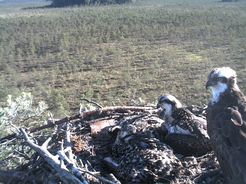 Latvian Osprey Nest ~ 2014 ~ P&#275;rkons & Lauma - Page 25 2014-955