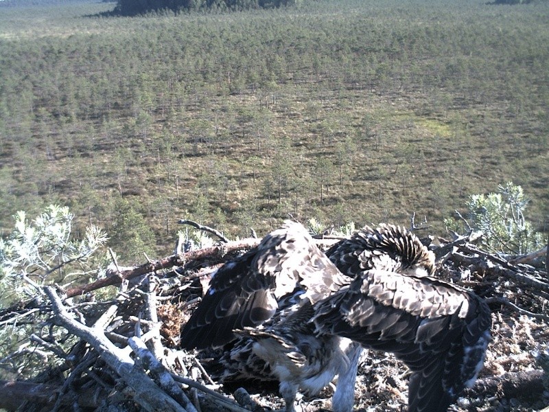 Latvian Osprey Nest ~ 2014 ~ P&#275;rkons & Lauma - Page 25 2014-956