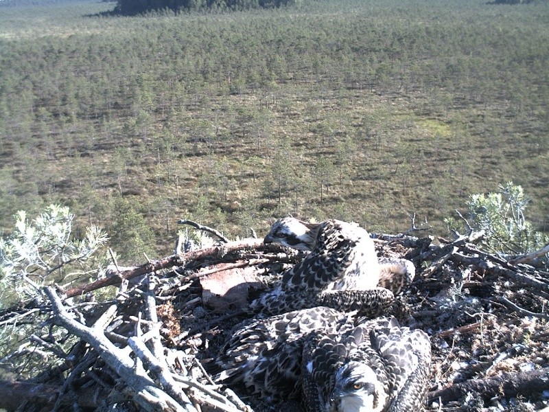 Latvian Osprey Nest ~ 2014 ~ P&#275;rkons & Lauma - Page 25 2014-958