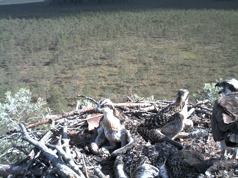 Latvian Osprey Nest ~ 2014 ~ P&#275;rkons & Lauma - Page 25 2014-959