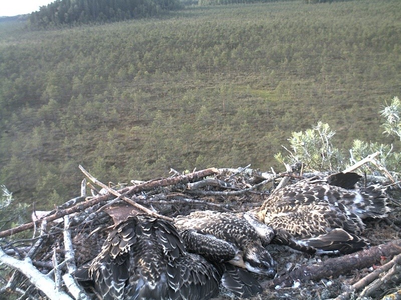 Latvian Osprey Nest ~ 2014 ~ P&#275;rkons & Lauma - Page 26 2014-963