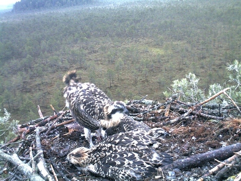 Latvian Osprey Nest ~ 2014 ~ P&#275;rkons & Lauma - Page 28 2014-967