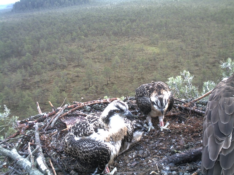 Latvian Osprey Nest ~ 2014 ~ P&#275;rkons & Lauma - Page 29 2014-973