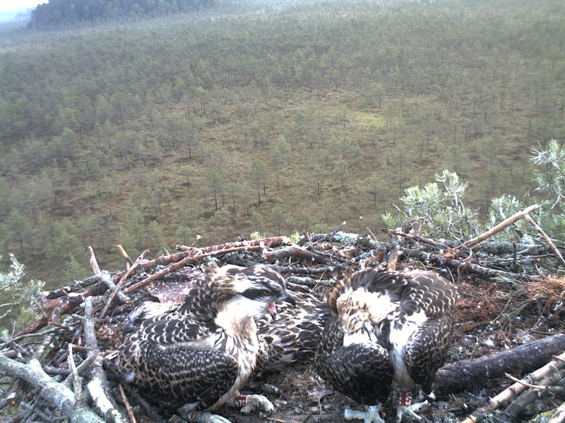 Latvian Osprey Nest ~ 2014 ~ P&#275;rkons & Lauma - Page 29 2014-975