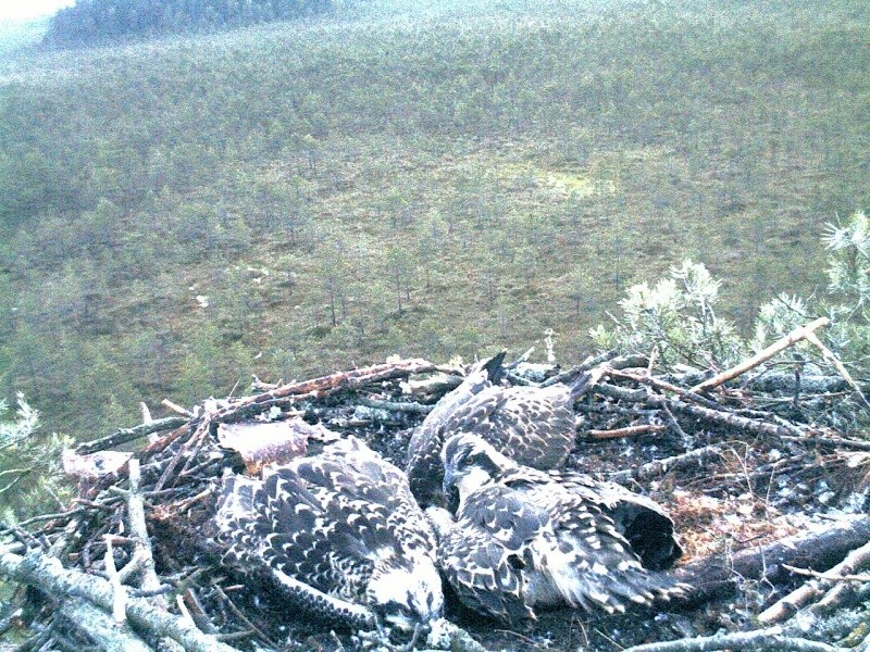 Latvian Osprey Nest ~ 2014 ~ P&#275;rkons & Lauma - Page 34 2014-981