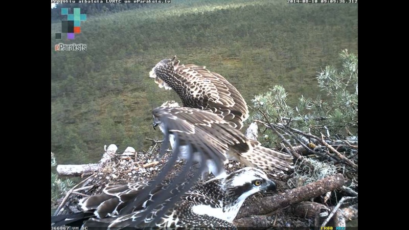 Latvian Osprey Nest ~ 2014 ~ P&#275;rkons & Lauma - Page 23 L1231110