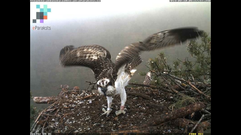 Latvian Osprey Nest ~ 2014 ~ P&#275;rkons & Lauma - Page 22 L1232510