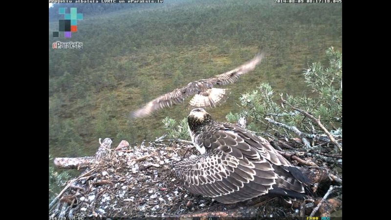 Latvian Osprey Nest ~ 2014 ~ P&#275;rkons & Lauma - Page 22 L1233510