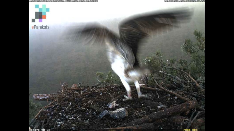 Latvian Osprey Nest ~ 2014 ~ P&#275;rkons & Lauma - Page 19 L1234514