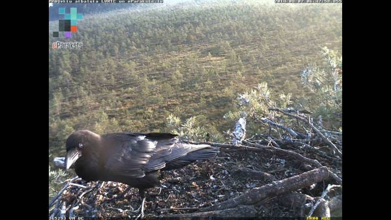 Latvian Osprey Nest ~ 2014 ~ P&#275;rkons & Lauma - Page 18 M001610