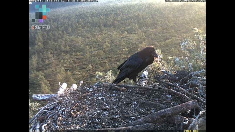 Latvian Osprey Nest ~ 2014 ~ P&#275;rkons & Lauma - Page 17 M003510