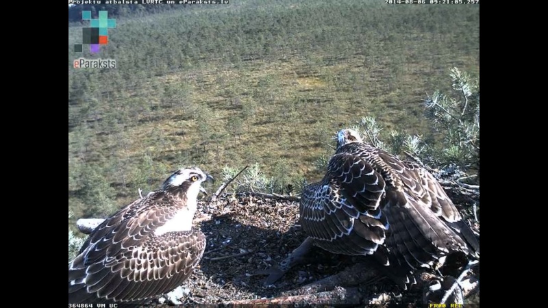 Latvian Osprey Nest ~ 2014 ~ P&#275;rkons & Lauma - Page 16 M005210