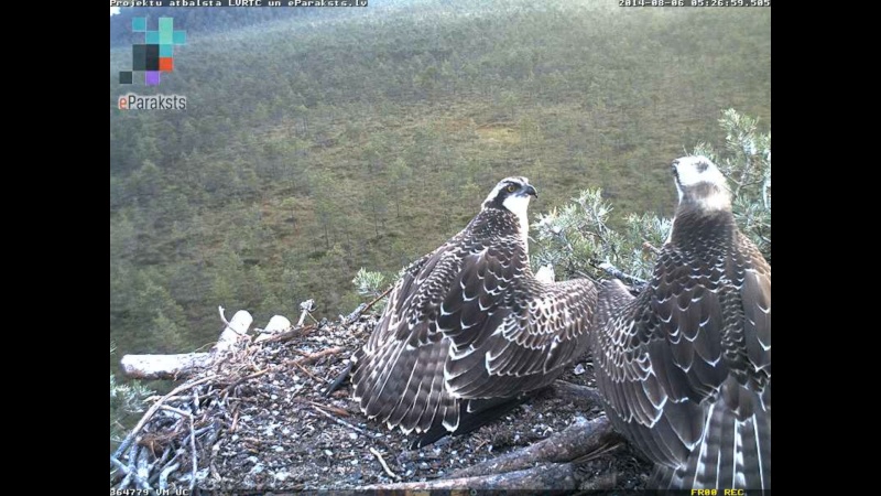 Latvian Osprey Nest ~ 2014 ~ P&#275;rkons & Lauma - Page 15 M006210