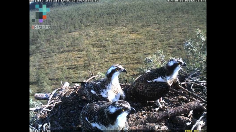 Latvian Osprey Nest ~ 2014 ~ P&#275;rkons & Lauma - Page 14 M008210