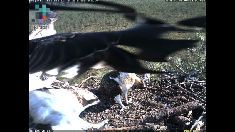 Latvian Osprey Nest ~ 2014 ~ P&#275;rkons & Lauma - Page 14 M008310