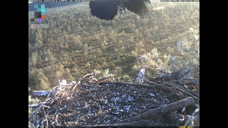 Latvian Osprey Nest ~ 2014 ~ P&#275;rkons & Lauma - Page 13 M10010