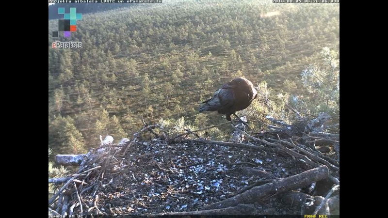 Latvian Osprey Nest ~ 2014 ~ P&#275;rkons & Lauma - Page 13 M10110