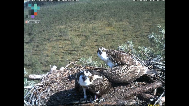 Latvian Osprey Nest ~ 2014 ~ P&#275;rkons & Lauma - Page 11 M122910